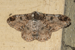 Amraica recursaria