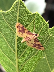 Conogethes haemactalis