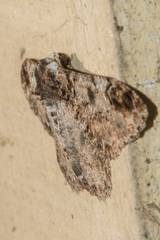 Amraica recursaria