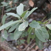 Persea borbonia - Photo (c) Carlos G Velazco-Macias, algunos derechos reservados (CC BY-NC), subido por Carlos G Velazco-Macias