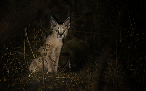 Caracal, photo 4 of 10