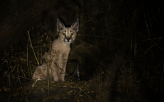 Caracal photo 4