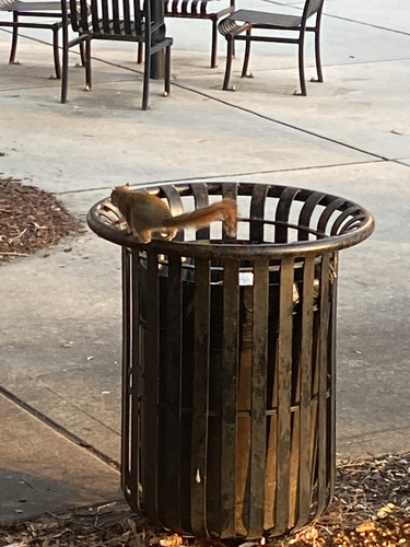 Eastern Gray Squirrel
