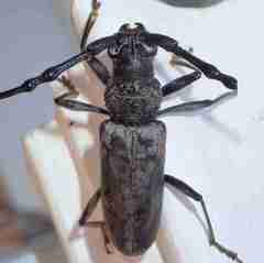 Diorthus simplex