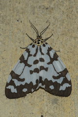 Utetheisa varians