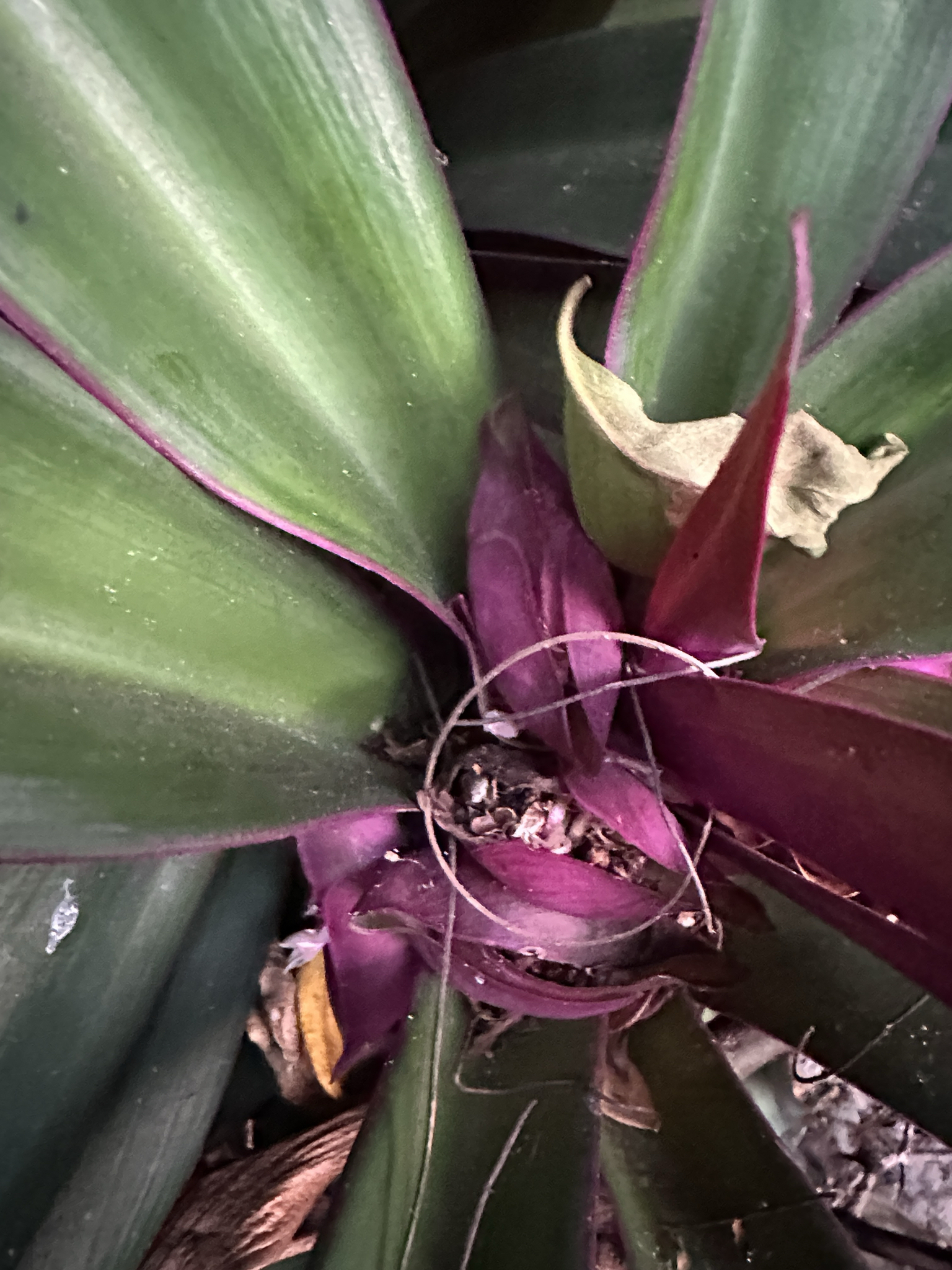 Imagem de Abacaxi-roxo