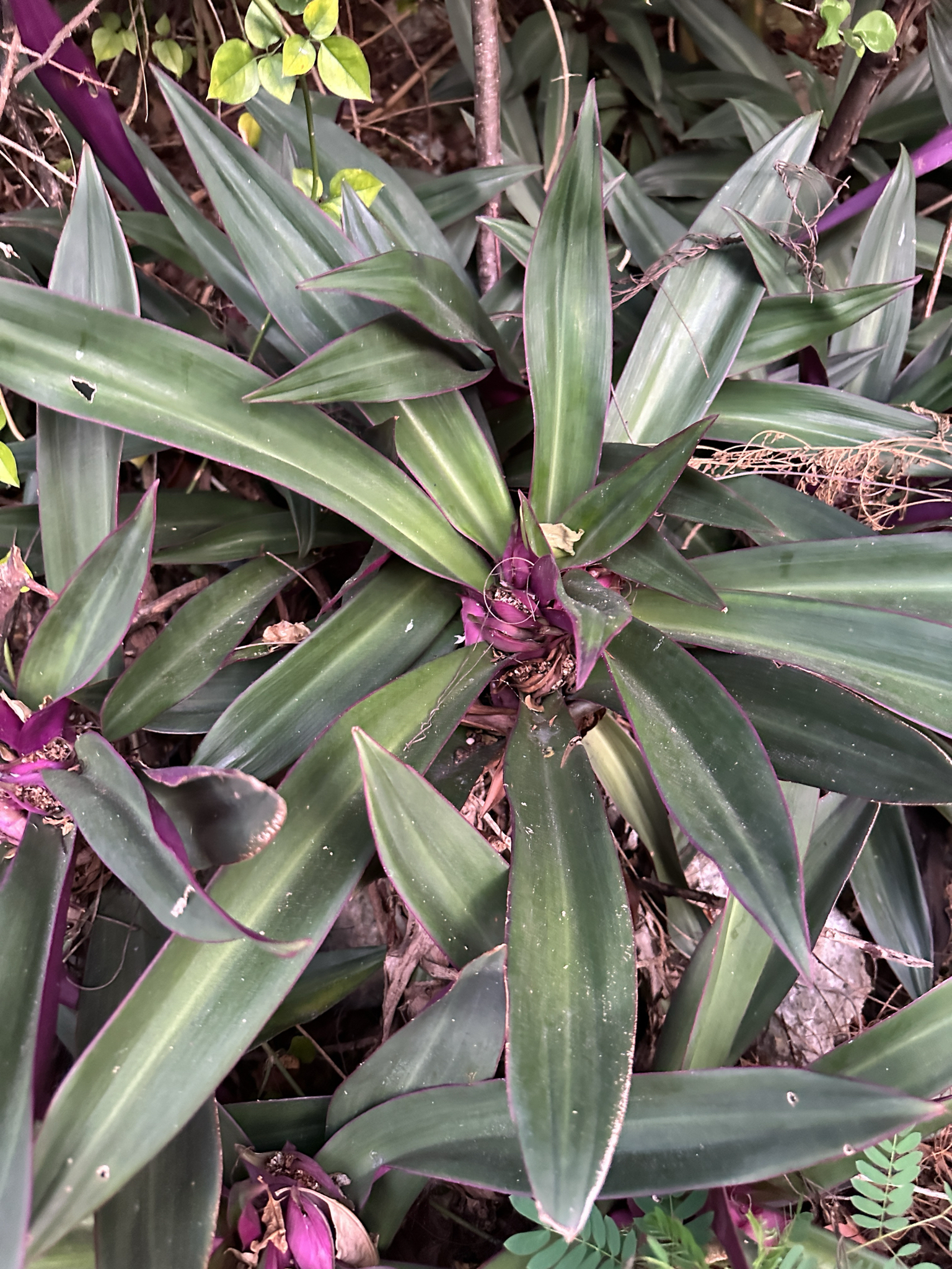Imagem de Abacaxi-roxo