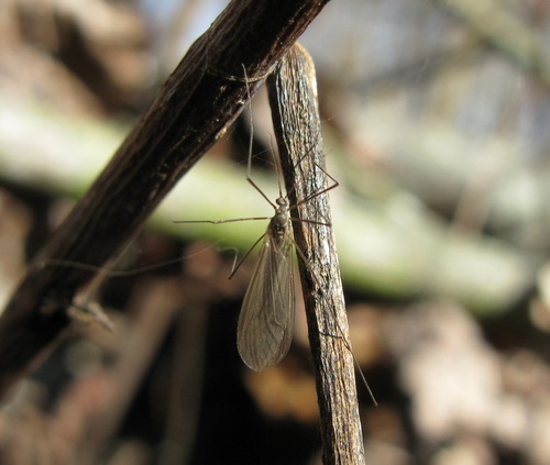 Unknown species found near Erie County, PA, USA