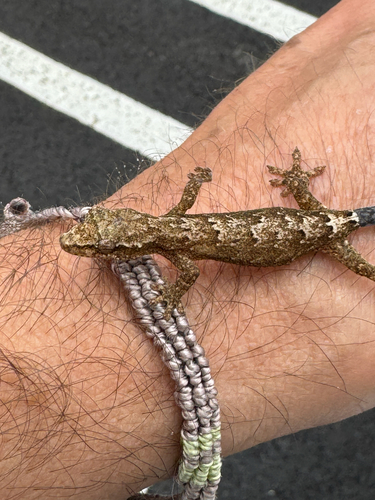 Lepidodactylus lugubris observed 2026-02-28