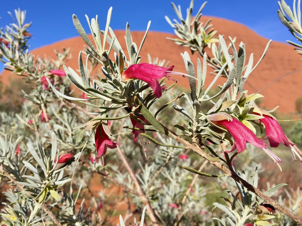 crimson turkey bush