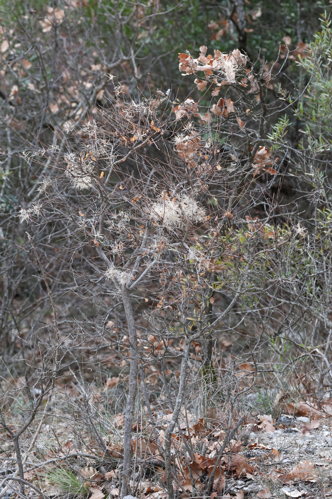 Smokebush (Cotinus coggygria)