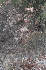 Perückenstrauch (Cotinus coggygria)
