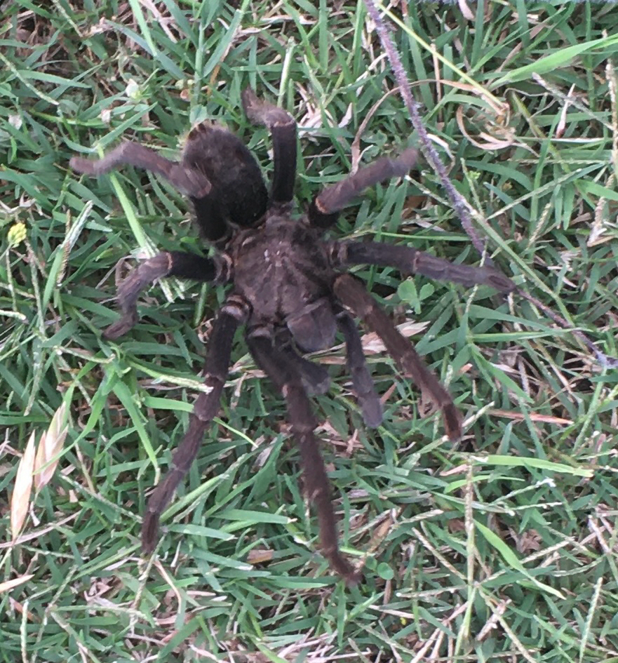 Uruguay Black Beauty Tarantula