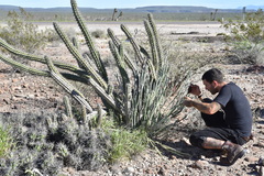 Euphorbia lomelii