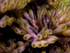 Hippocampus breviceps