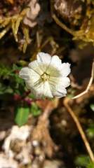 Gentiana flavomaculata
