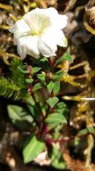 Gentiana flavomaculata