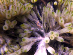 Hippocampus breviceps