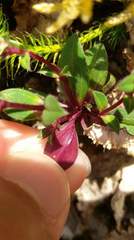 Gentiana flavomaculata