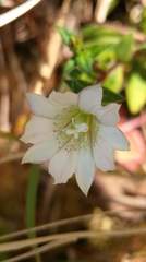 Gentiana flavomaculata