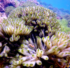 Hippocampus breviceps