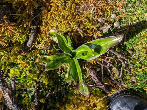 Valeriana pilosa, photograph 5