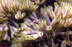 Hippocampus breviceps