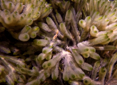 Hippocampus breviceps