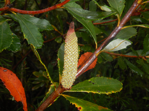 Banksia paludosa