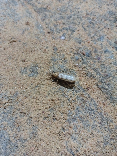 Coccoderus novempunctatus