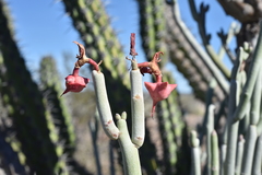 Euphorbia lomelii