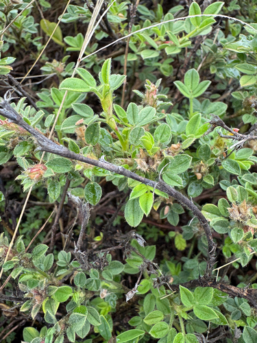 Stylosanthes viscosa observed 2026-02-28