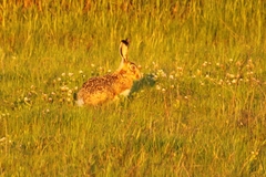 Lepus granatensis
