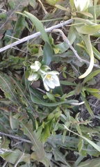Ornithogalum lanceolatum