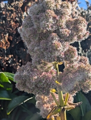 Valeriana pilosa, photograph (c) Sebastián Ordóñez, some rights reserved (CC BY)