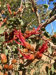 Lysiphyllum cunninghamii