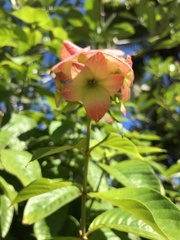 Mussaenda erythrophylla