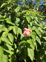 Mussaenda erythrophylla