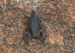 Hadogenes troglodytes