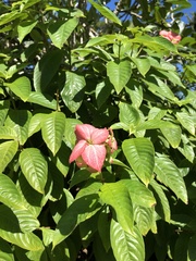 Mussaenda erythrophylla