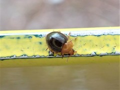 Adoxellus flavihirtus