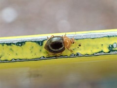 Adoxellus flavihirtus