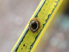 Adoxellus flavihirtus