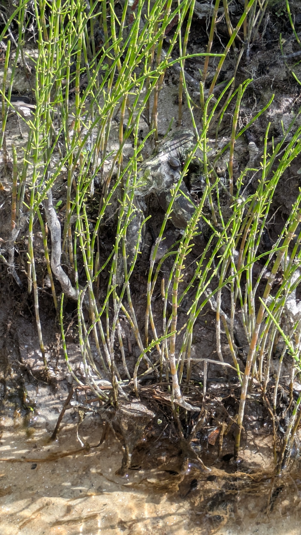 Shore horsetail