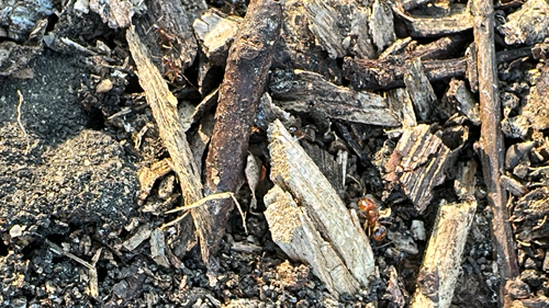 Red Imported Fire Ant