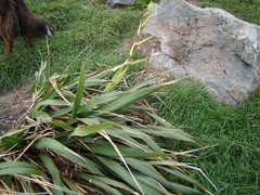 Phormium