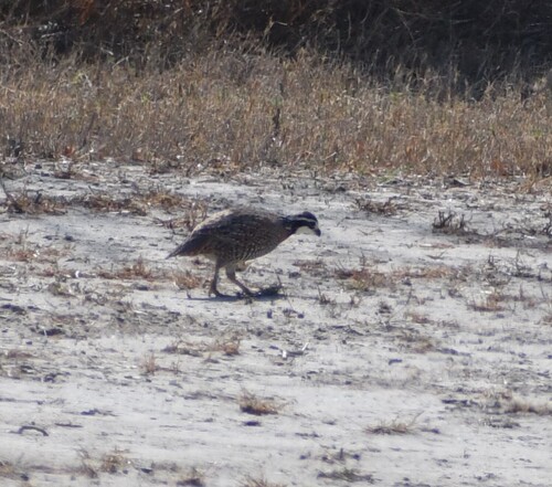 Northern Bobwhite observed by mako252