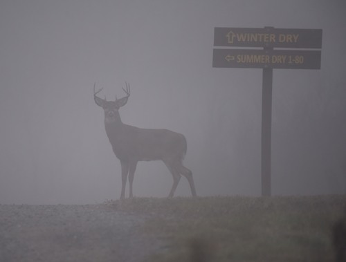 White-tailed Deer photographed in Pennsylvania