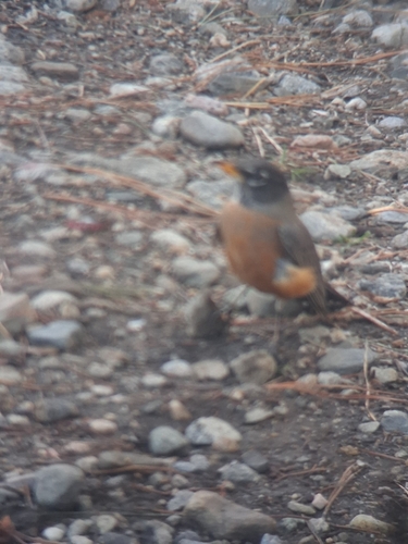 American Robin