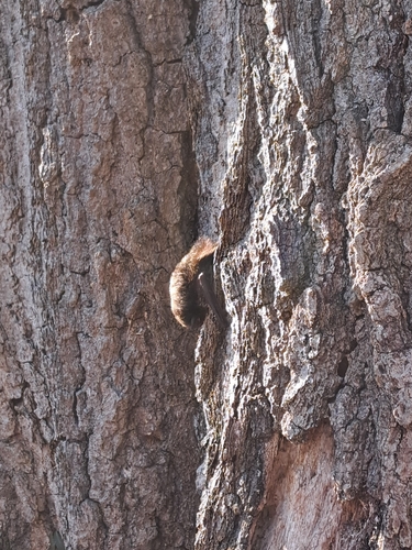 Silver-haired Bat observed by twigthyme